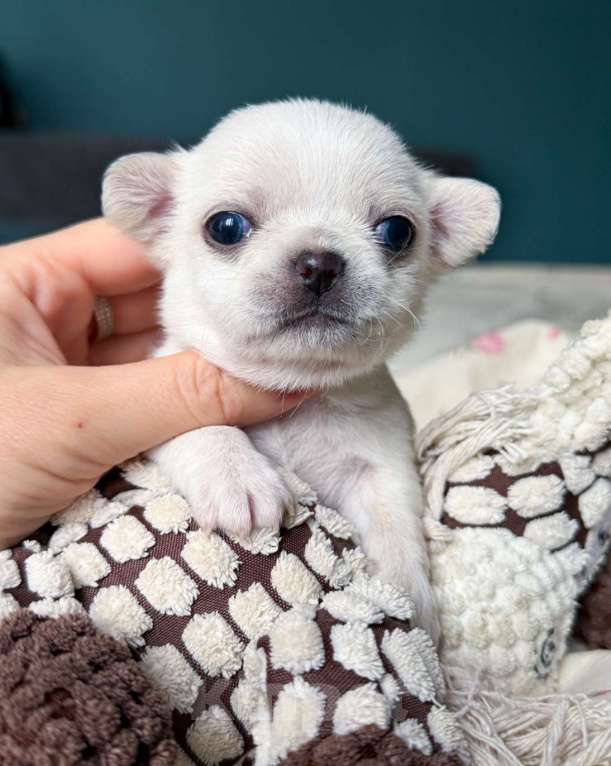 Собаки в Москве: Шикарный бело-кремовый мальчик  Мальчик, 50 000 руб. - фото 2