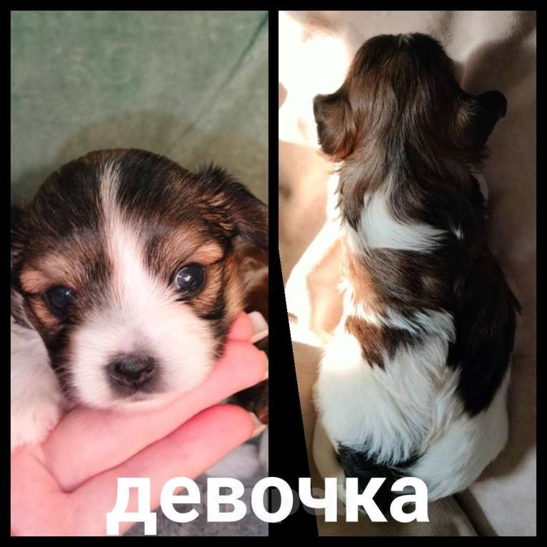 Собаки в Фокино: Щенки бивер-йорка Разнополые, 60 000 руб. - фото 1