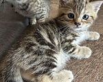 Кошки в Ульяновске: Шотландцы прямоухие  Мальчик, 4 000 руб. - фото 7
