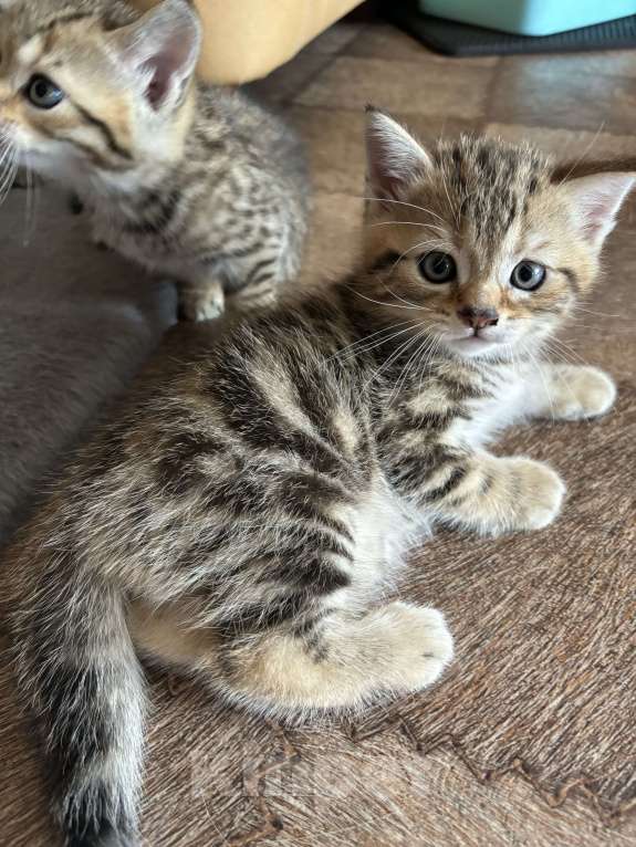 Кошки в Ульяновске: Шотландцы прямоухие  Мальчик, 4 000 руб. - фото 7