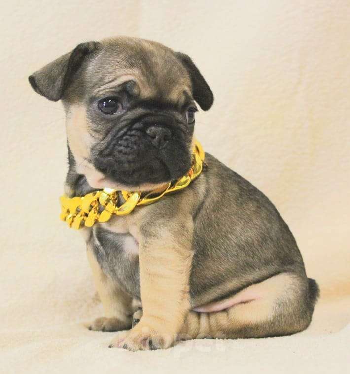 Собаки в Москве: Очаровательная девочка Девочка, 130 000 руб. - фото 6