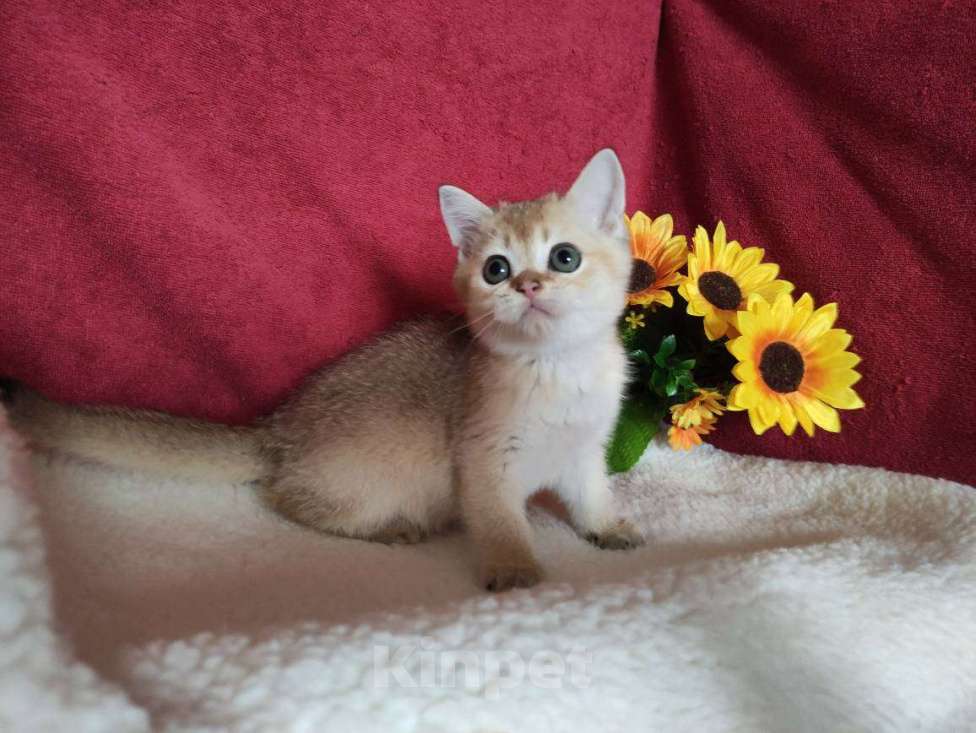 Кошки в Казани: Шотландская прямоухая золотая кошечка Иззи Девочка, 30 000 руб. - фото 1