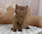 Кошки в Санкт-Петербурге: Британский котик окраса циннамон  Мальчик, 50 000 руб. - фото 4