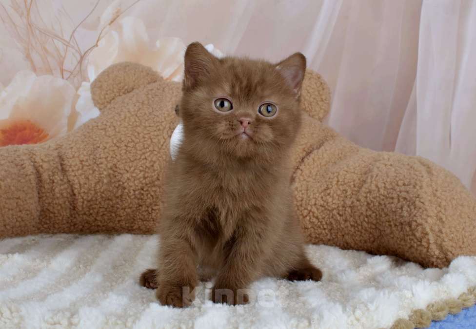 Кошки в Санкт-Петербурге: Британский котик окраса циннамон  Мальчик, 50 000 руб. - фото 4