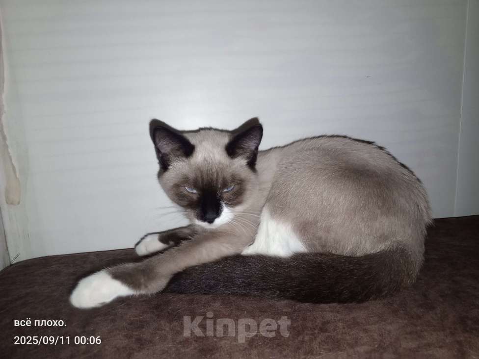 Кошки в Абакане: Отдаю в добрые руки 🥺 Девочка, Бесплатно - фото 2