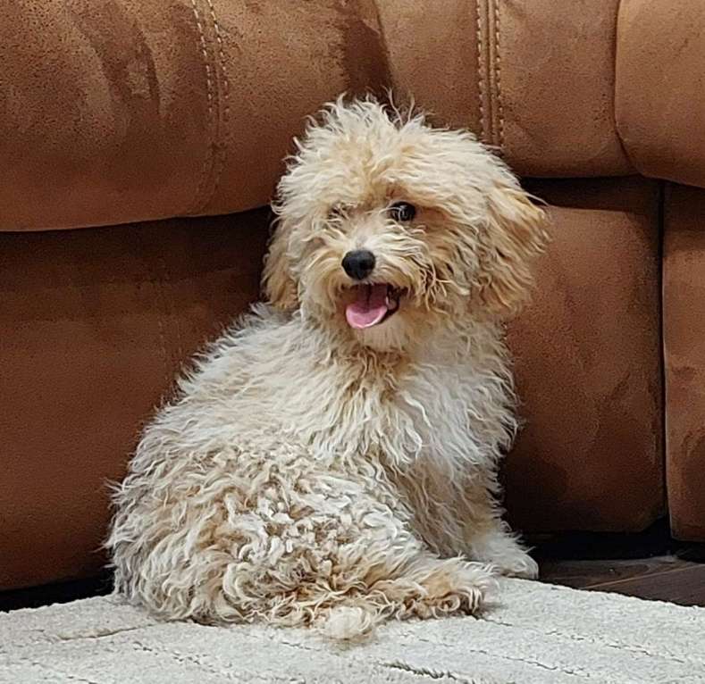 Собаки в Туле: Мальчик пушон Мальчик, 45 000 руб. - фото 1