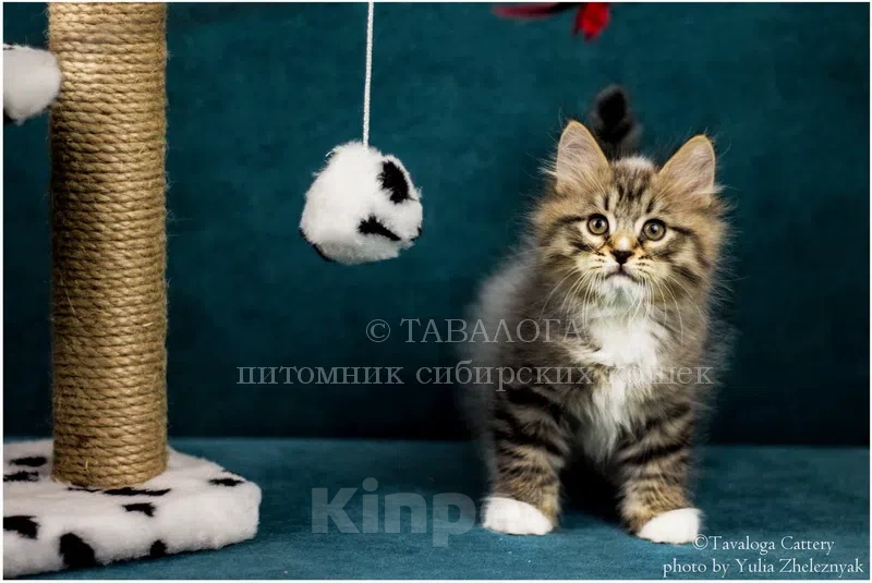 Кошки в Москве: Сибирский котёнок из профессионального питомника Мальчик, Бесплатно - фото 1