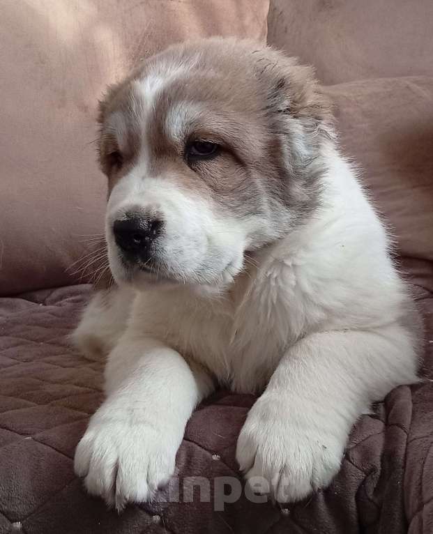 Собаки в Печоре: Щенок САО Мальчик, 45 000 руб. - фото 3