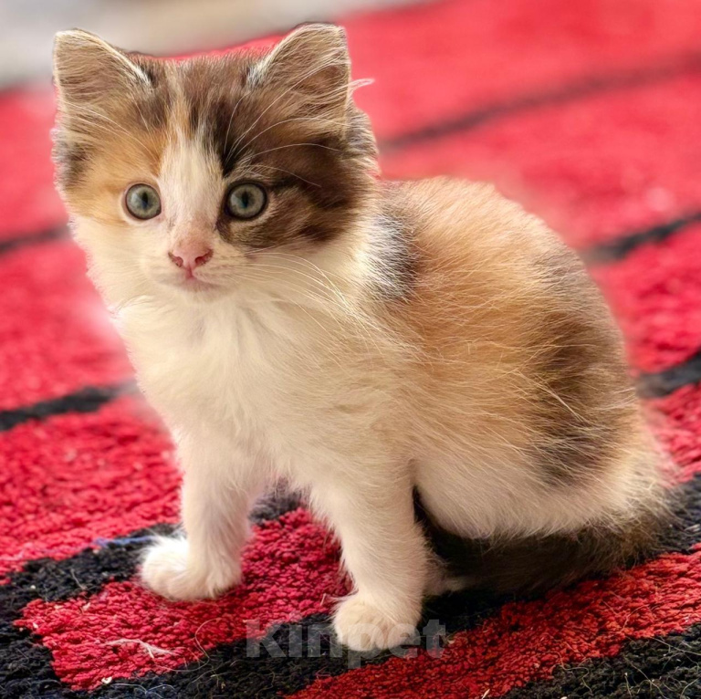 Кошки в Москве: Девочка котенок 2 месяца Девочка, Бесплатно - фото 2