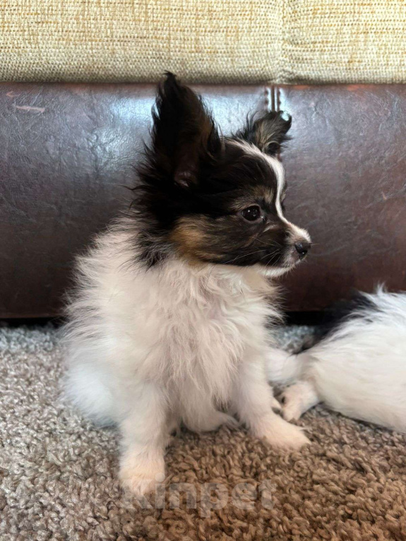 Собаки в Котельнике: щенки папийона (Кай) Мальчик, Бесплатно - фото 3