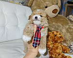 Собаки в Москве: Мальтипу мальчик в типе Тедди 🐻 Мальчик, 150 000 руб. - фото 3