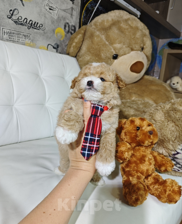 Собаки в Москве: Мальтипу мальчик в типе Тедди 🐻 Мальчик, 150 000 руб. - фото 3