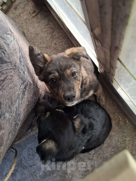 Собаки в Астрахани: "Щенки в добрые руки — крепкие дворовые!" Разнополые, Бесплатно - фото 9