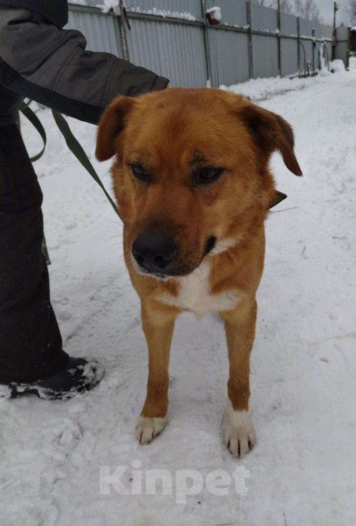 Собаки в других городах Московской области: Рэй ищет дом Мальчик, Бесплатно - фото 3