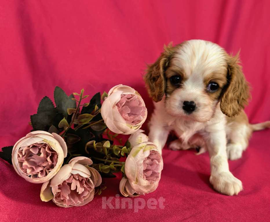 Собаки в Москве: Мальчик Кавалер Кинг Чарльз Спаниель Мальчик, 90 000 руб. - фото 6