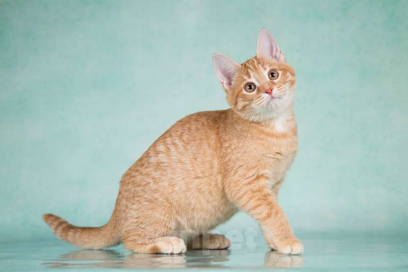 Кошки в Москве: Рыжие ручные котята ищут дом Мальчик, 1 руб. - фото 9