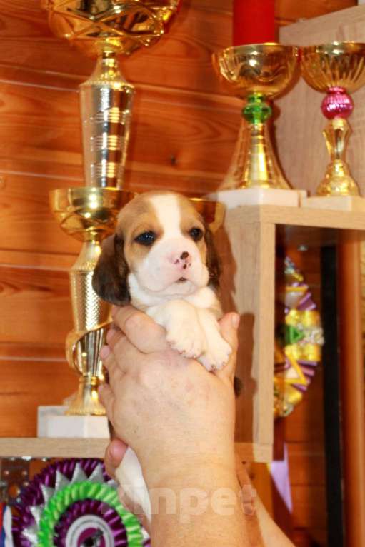 Собаки в Москве: щенки бигля из питомника  45-70тыс Мальчик, 60 000 руб. - фото 6