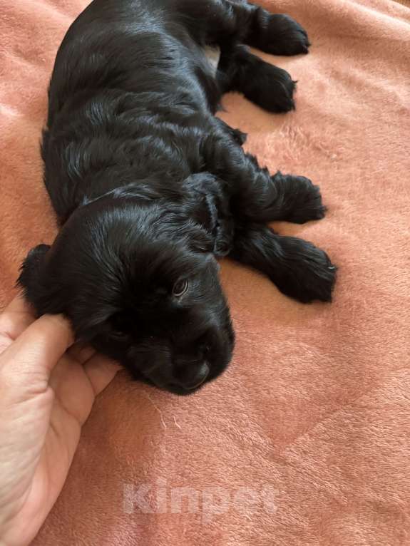 Собаки в Омске: Щенок Кокер спаниеля Девочка, 10 000 руб. - фото 3