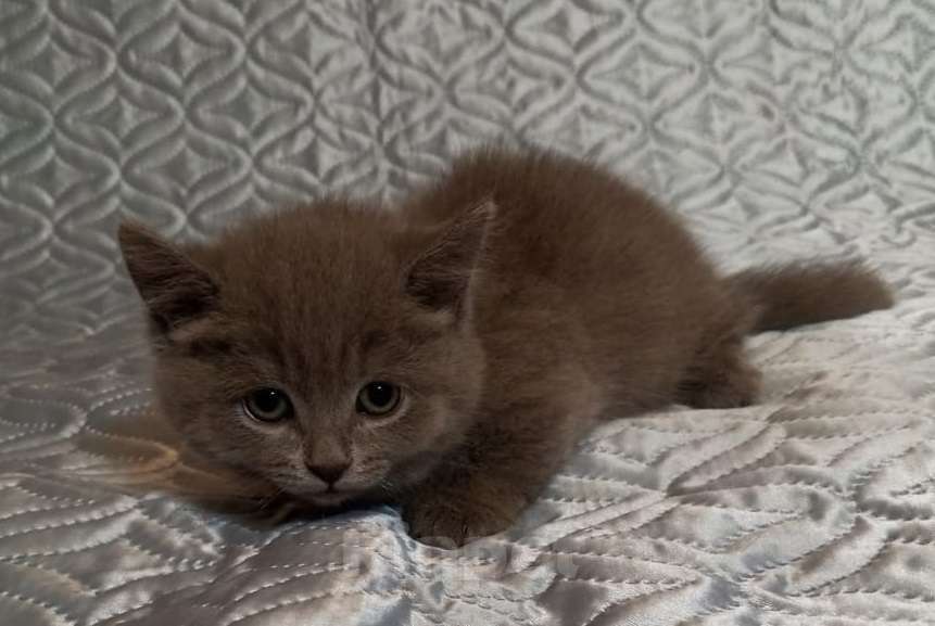 Кошки в других городах Воронежской области: Редкие котята манчкин с короткими лапками Девочка, 55 900 руб. - фото 3