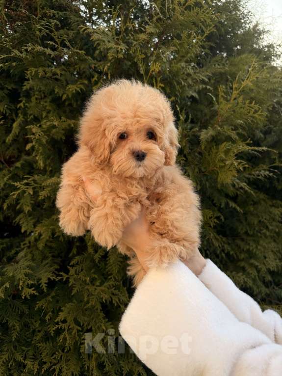 Собаки в других городах Московской области: Щенок мальтипу f1, мальчик Мальчик, 120 000 руб. - фото 4