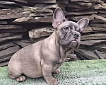 Собаки в Шахте: Щенки французского бульдога Девочка, 30 000 руб. - фото 1