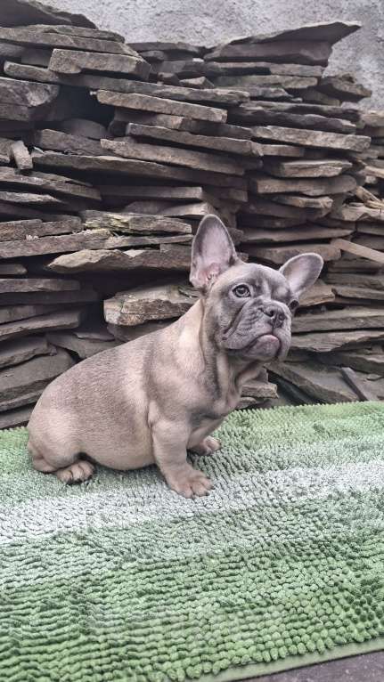 Собаки в Шахте: Щенки французского бульдога Девочка, 30 000 руб. - фото 1