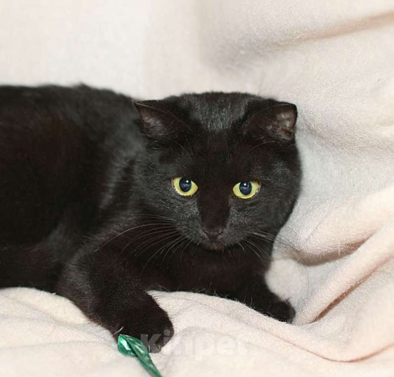 Кошки в Москве: Шикарная черная кошка Сара ищет семью! Девочка, Бесплатно - фото 1