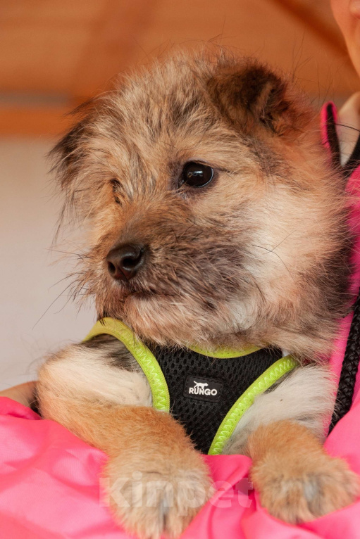 Собаки в Ногинске: Маленькая собачка Кэтрин ищет дом Девочка, Бесплатно - фото 1