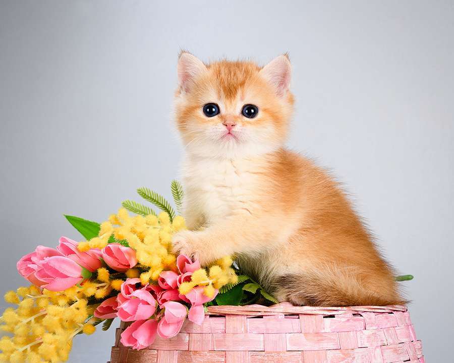 Кошки в Москве: Британские Новогодние котята. Золото шиншиллы. Мальчик, Бесплатно - фото 4