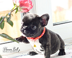 Собаки в Санкт-Петербурге: Щенки французского бульдога, мальчик и девочки Разнополые, 35 000 руб. - фото 1