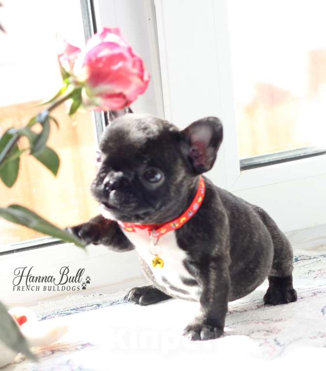 Собаки в Санкт-Петербурге: Щенки французского бульдога, мальчик и девочки Разнополые, 35 000 руб. - фото 1