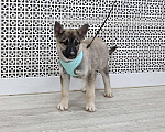 Собаки в Москве: Щенки бесплатно в Москве Девочка, Бесплатно - фото 8