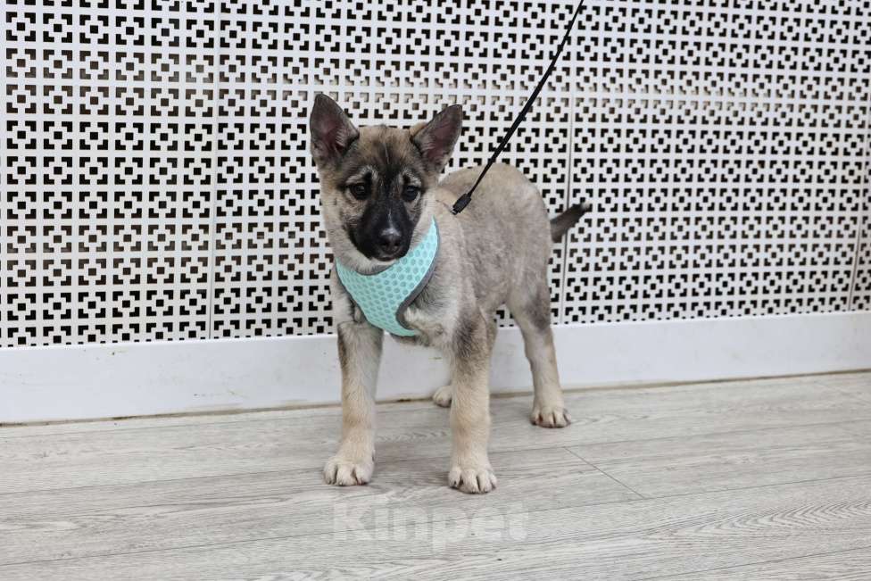 Собаки в Москве: Щенки бесплатно в Москве Девочка, Бесплатно - фото 8