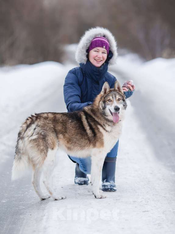Собаки в Химках: Фенотип лайки в приюте, в добрые руки Мальчик, Бесплатно - фото 5