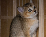 Кошки в Волгограде: Шотландские котята Девочка, 35 000 руб. - фото 6