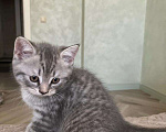 Кошки в Долгопрудном: Продается шотландская кошка  Мальчик, 3 000 руб. - фото 1