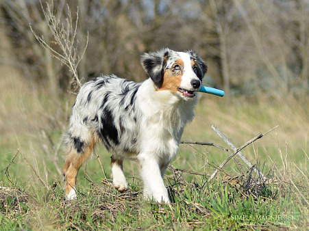 Щенки австралийской овчарки. РКФ