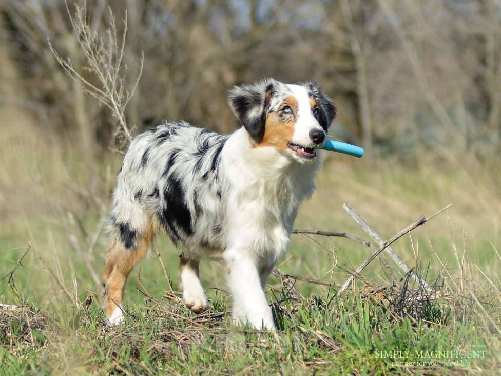 Собаки в других городах Московской области: Щенки австралийской овчарки. РКФ Мальчик, 90 000 руб. - фото 2