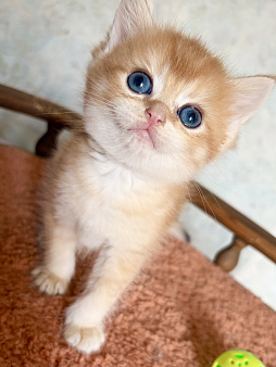 Котик Золотой Шиншилла