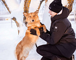 Собаки в Москве: Метис таксы в добрые руки Мальчик, Бесплатно - фото 9