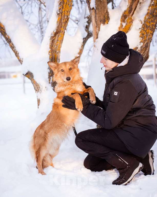 Собаки в Москве: Метис таксы в добрые руки Мальчик, Бесплатно - фото 9