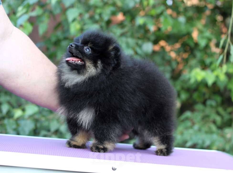 Собаки в Москве: Щенки померанского шпица Мальчик, Бесплатно - фото 3