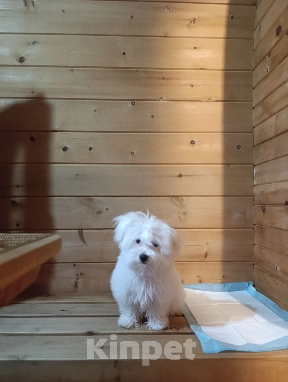 Собаки в других городах Крыма: Потерялась собака Девочка, 5 000 руб. - фото 1