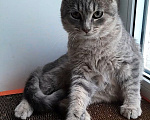 Кошки в Санкт-Петербурге: Милейший котенок ищет дом! Девочка, Бесплатно - фото 7