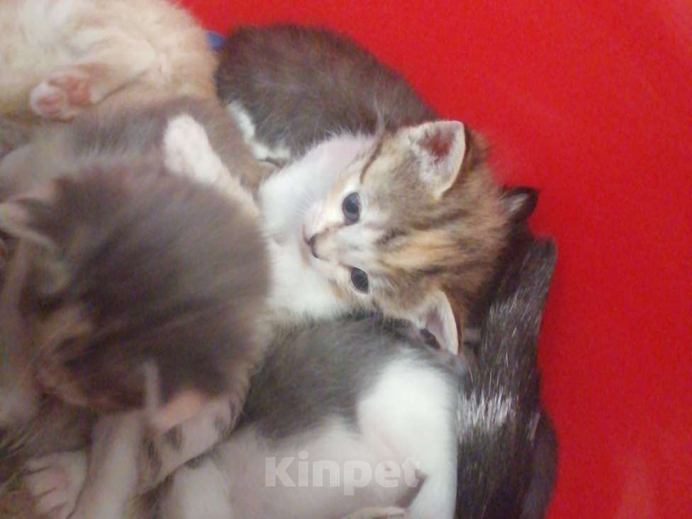 Кошки в Воронеже: Мальчик Мальчик, 300 руб. - фото 5