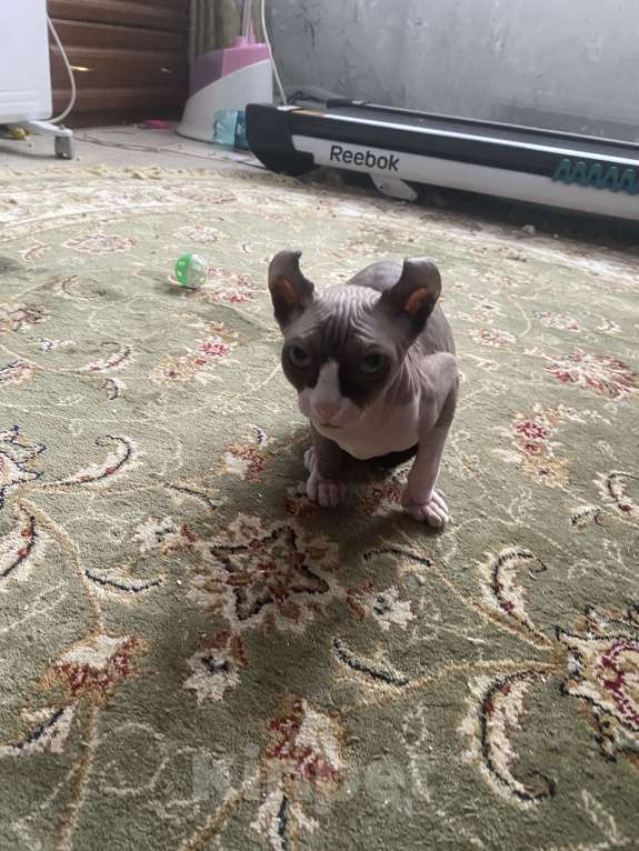 Кошки в Балашихе: Котенок Эльф Девочка, 15 000 руб. - фото 4