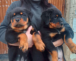 Собаки в Курске: Щенок ротвейлера Мальчик, 25 000 руб. - фото 3