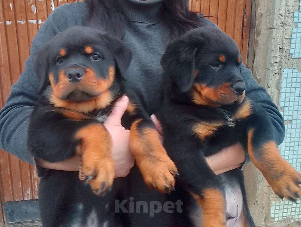 Собаки в Курске: Щенок ротвейлера Мальчик, 25 000 руб. - фото 3