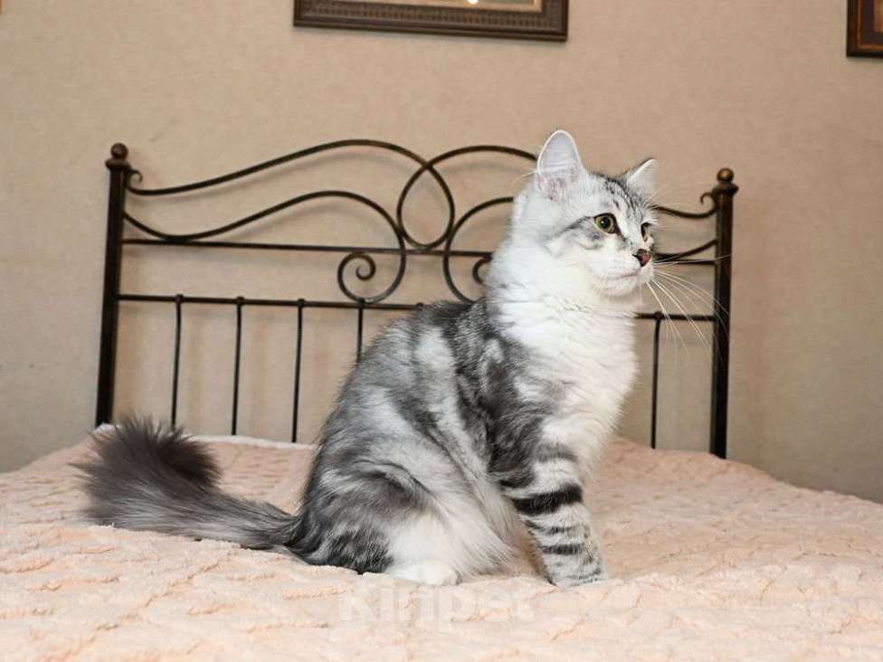 Кошки в Москве: Продаются сибирские и невские маскарадные котята Мальчик, Бесплатно - фото 7