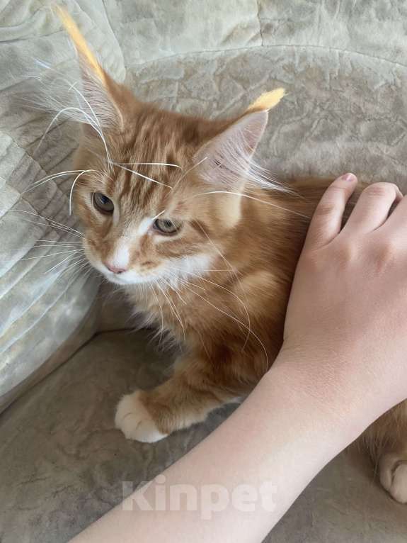 Кошки в Павловском Посаде: Мейкунята Девочка, 25 000 руб. - фото 4